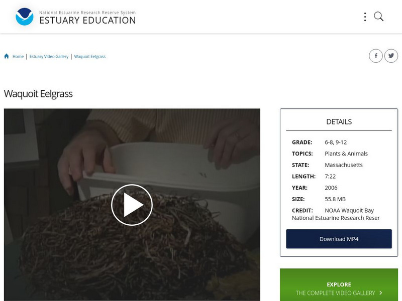 Noaa: Estuary Education: Waquoit Eelgrass Instructional Video Noaa: Estuary Education: Waquoit Eelgrass Instructional Video