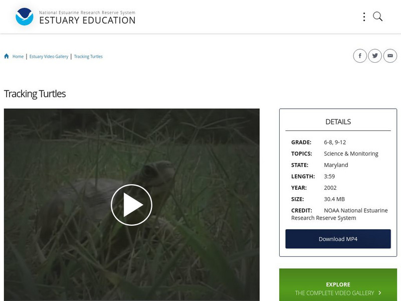 Noaa: Estuary Education: Tracking Turtles Instructional Video