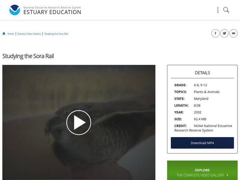 Noaa: Estuary Education: Studying the Sora Rail Instructional Video Noaa: Estuary Education: Studying the Sora Rail Instructional Video