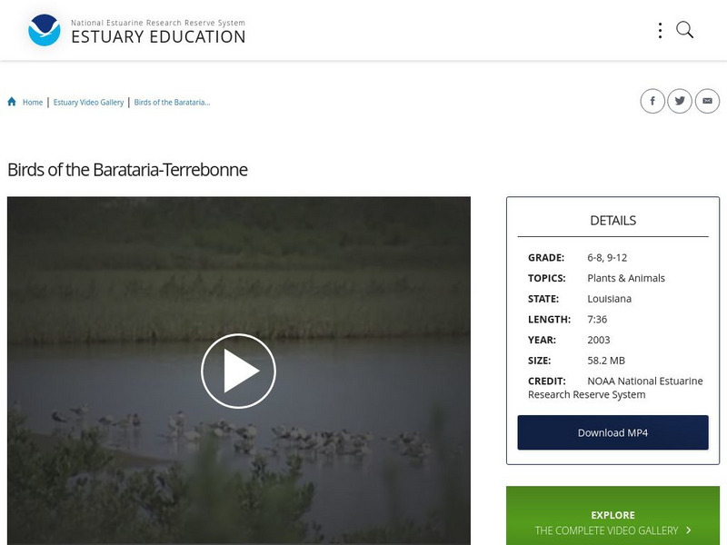 Noaa: Estuary Education: Birds of the Barataria Terrebonne Instructional Video Noaa: Estuary Education: Birds of the Barataria Terrebonne Instructional Video