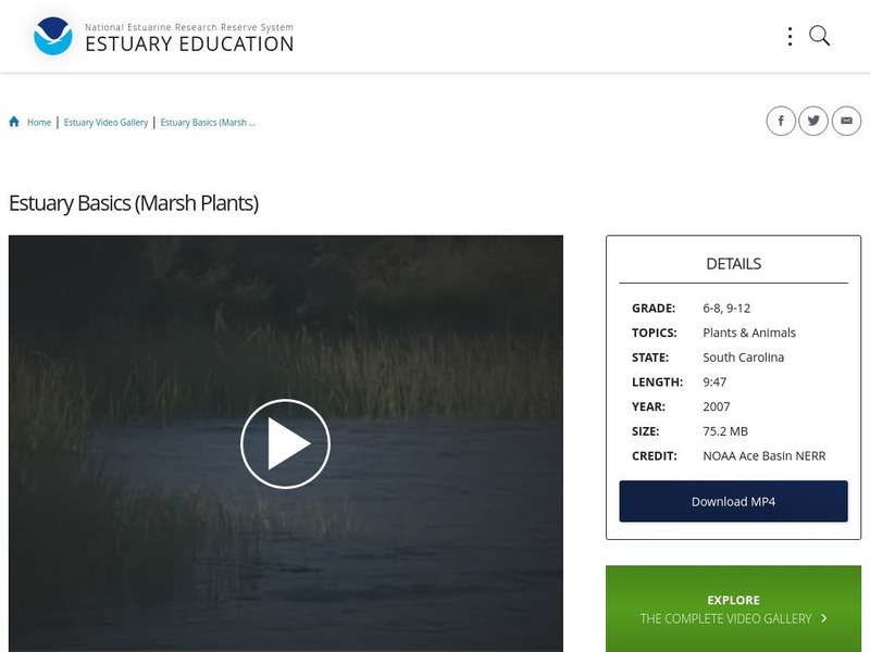 Noaa: Estuary Education: Estuary Basics (Marsh Plants) Instructional Video Noaa: Estuary Education: Estuary Basics (Marsh Plants) Instructional Video