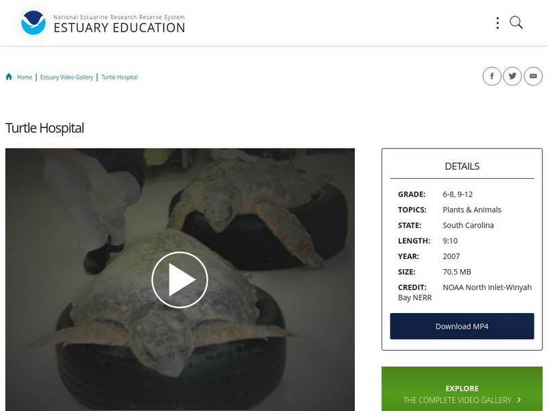 Noaa: Estuary Education: Turtle Hospital Instructional Video Noaa: Estuary Education: Turtle Hospital Instructional Video