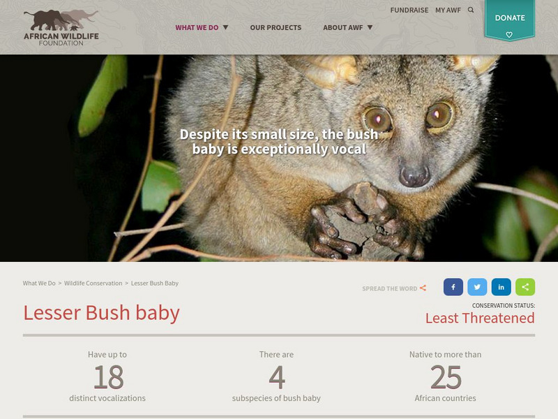 African Wildlife Foundation (Awf): Bushbaby Website
