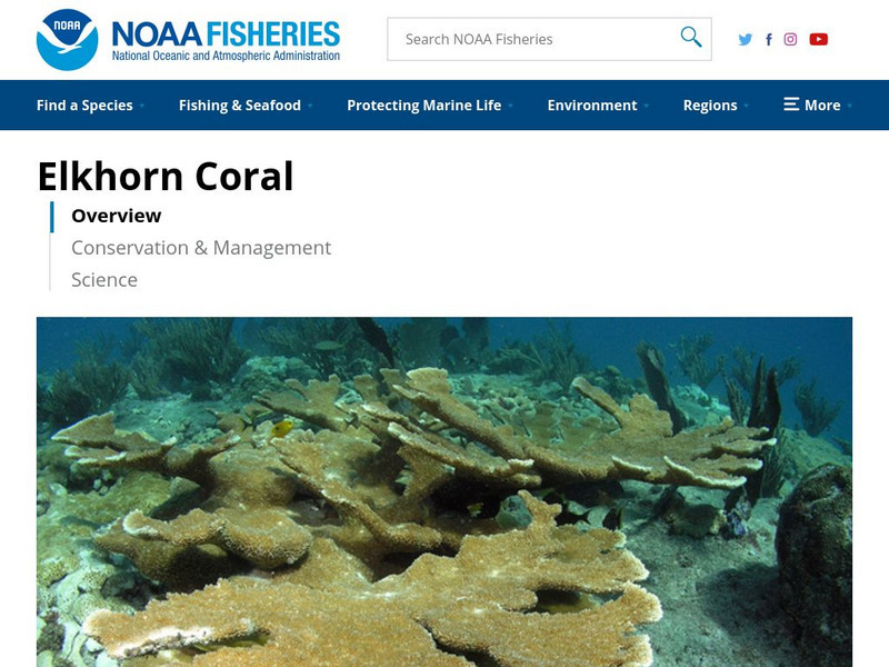 Noaa: Fisheries: Elkhorn Coral Handout Noaa: Fisheries: Elkhorn Coral Handout