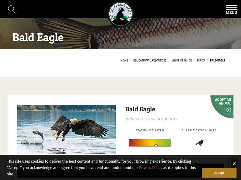 National Wildlife Federation: Bald Eagle Handout National Wildlife Federation: Bald Eagle Handout
