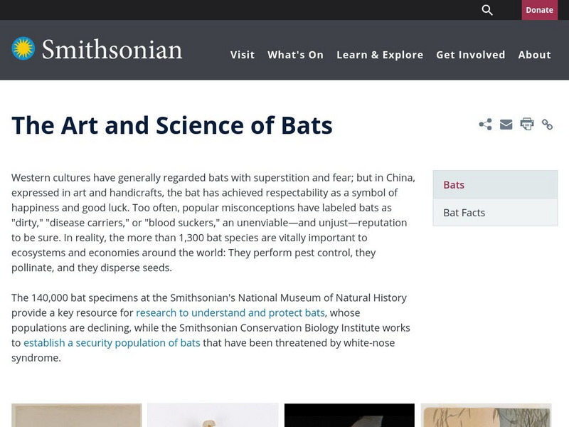 Encyclopedia Smithsonian: Bat Facts Handout
