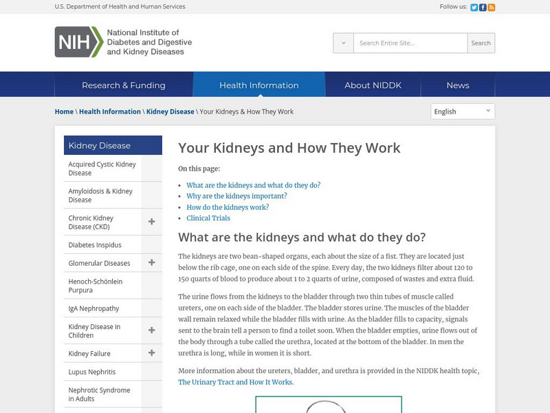 Niddk: Your Kidneys and How They Work Handout Niddk: Your Kidneys and How They Work Handout