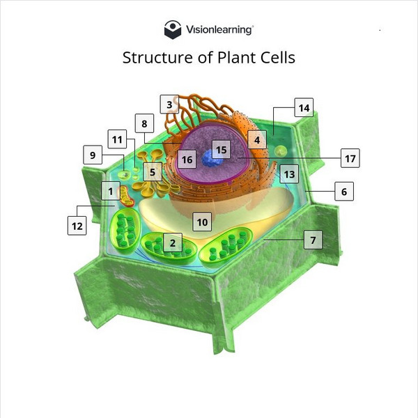Visionlearning: Structure of Plant Cells Interactive Visionlearning: Structure of Plant Cells Interactive