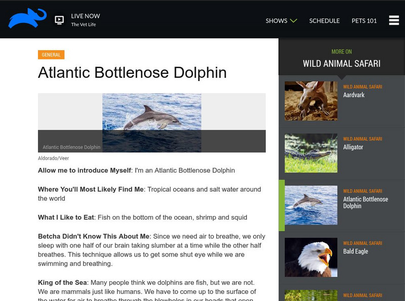 Animal Planet: Atlantic Bottlenose Dolphin Article Animal Planet: Atlantic Bottlenose Dolphin Article