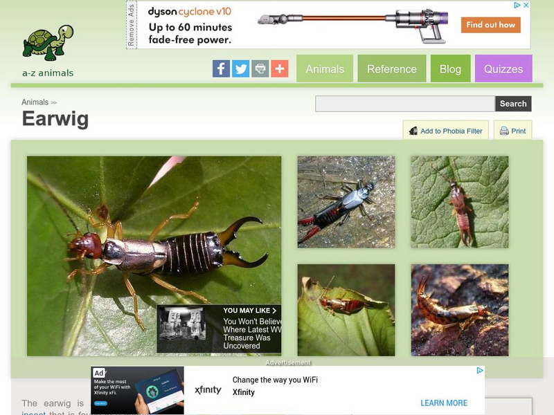 A Z Animals: Animal Facts: Earwig (Dermaptera) Handout A Z Animals: Animal Facts: Earwig (Dermaptera) Handout