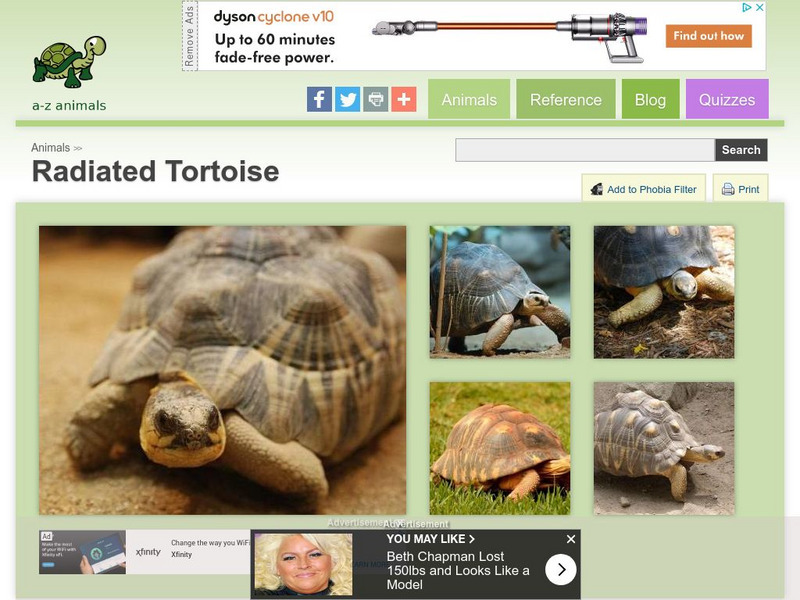 A Z Animals: Animal Facts: Radiated Tortoise (Astrochelys Radiata) Handout A Z Animals: Animal Facts: Radiated Tortoise (Astrochelys Radiata) Handout