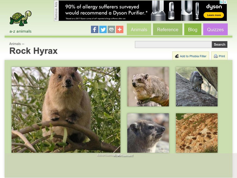 A Z Animals: Animal Facts: Rock Hyrax (Procavia Capensis) Handout A Z Animals: Animal Facts: Rock Hyrax (Procavia Capensis) Handout