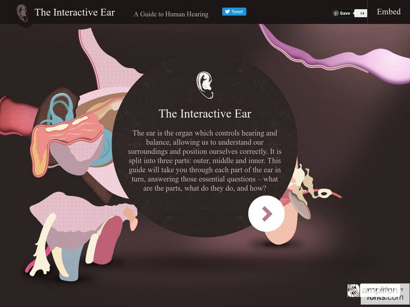 Amplifon: Interactive Ear: A Guide to Human Hearing Interactive Amplifon: Interactive Ear: A Guide to Human Hearing Interactive