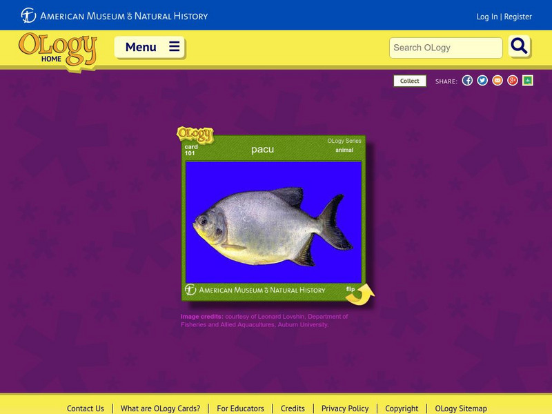 American Museum of Natural History: Pacu O Logy Card Interactive American Museum of Natural History: Pacu O Logy Card Interactive