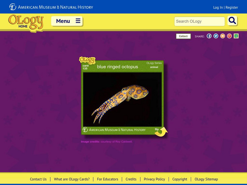 American Museum of Natural History: Blue Ringed Octopus O Logy Card Interactive American Museum of Natural History: Blue Ringed Octopus O Logy Card Interactive