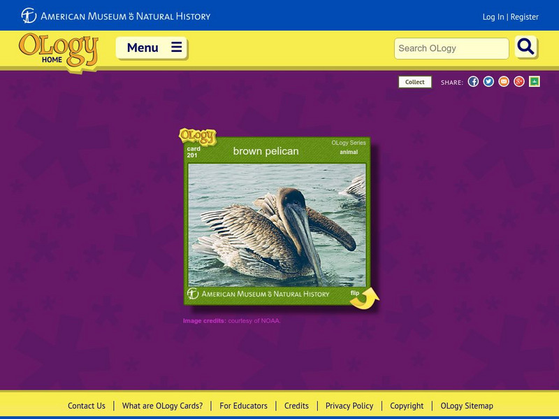 American Museum of Natural History: Brown Pelican O Logy Card Interactive