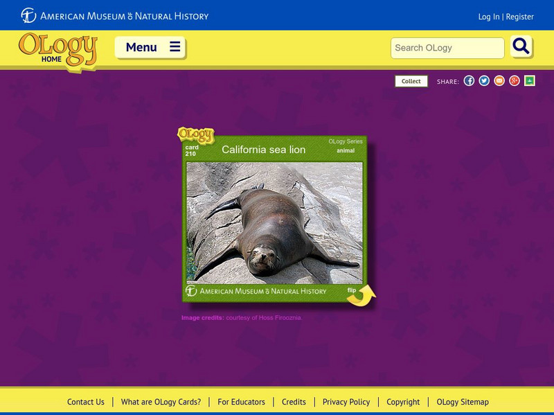 American Museum of Natural History: California Sea Lion O Logy Card Interactive American Museum of Natural History: California Sea Lion O Logy Card Interactive