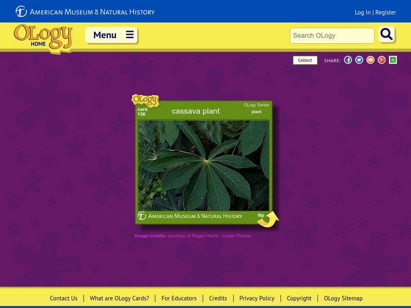 American Museum of Natural History: Cassava Plant O Logy Card Interactive American Museum of Natural History: Cassava Plant O Logy Card Interactive