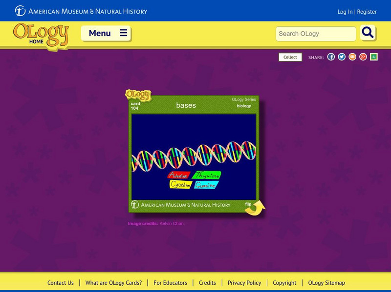 American Museum of Natural History: Dna Base Pairs O Logy Card Interactive American Museum of Natural History: Dna Base Pairs O Logy Card Interactive
