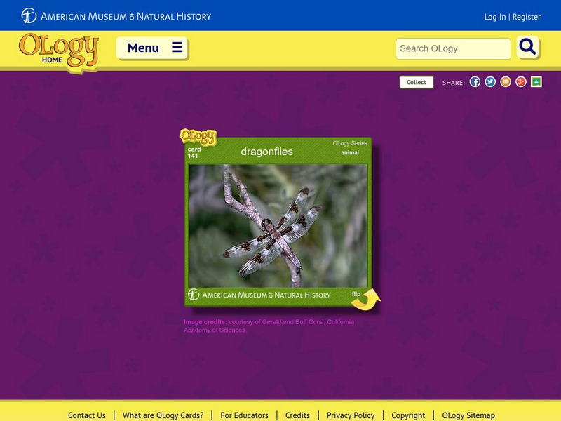 American Museum of Natural History: Dragonflies O Logy Card Interactive American Museum of Natural History: Dragonflies O Logy Card Interactive