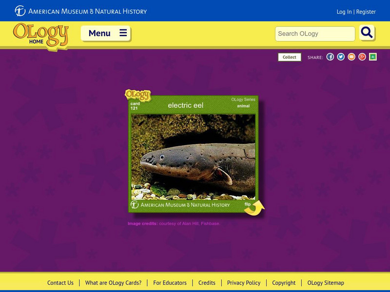 American Museum of Natural History: Electric Eels O Logy Card Interactive American Museum of Natural History: Electric Eels O Logy Card Interactive