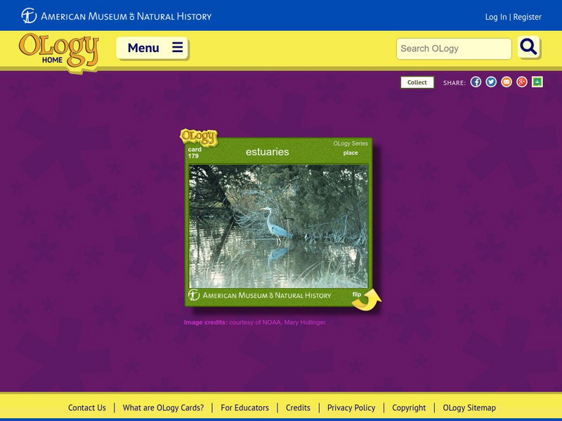 American Museum of Natural History: Estuaries O Logy Card Interactive American Museum of Natural History: Estuaries O Logy Card Interactive