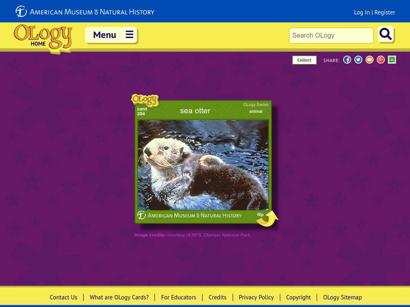 American Museum of Natural History: Sea Otter O Logy Card Interactive American Museum of Natural History: Sea Otter O Logy Card Interactive