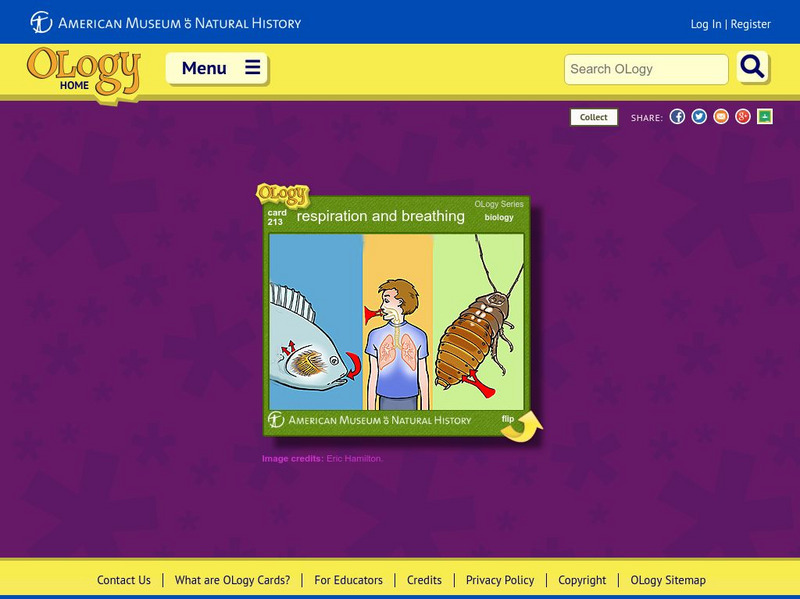 American Museum of Natural History: Respiration and Breathing O Logy Card Interactive American Museum of Natural History: Respiration and Breathing O Logy Card Interactive
