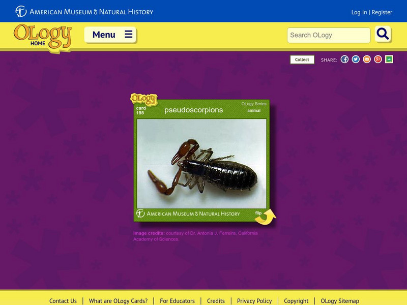 American Museum of Natural History: Pseudoscorpions O Logy Card Interactive American Museum of Natural History: Pseudoscorpions O Logy Card Interactive