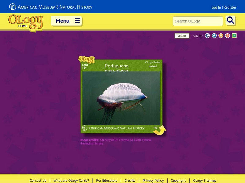 American Museum of Natural History: Portuguese Man of War O Logy Card Interactive American Museum of Natural History: Portuguese Man of War O Logy Card Interactive