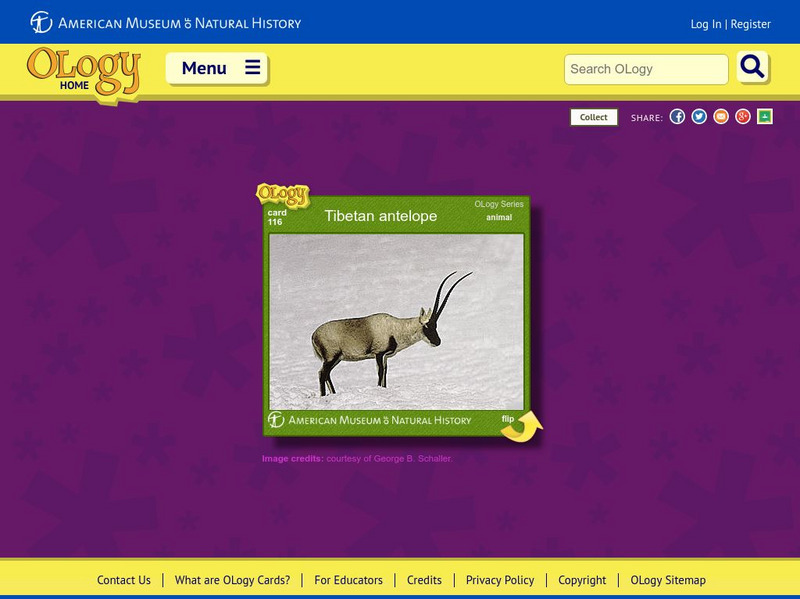 American Museum of Natural History: Tibetan Antelope O Logy Card Interactive American Museum of Natural History: Tibetan Antelope O Logy Card Interactive