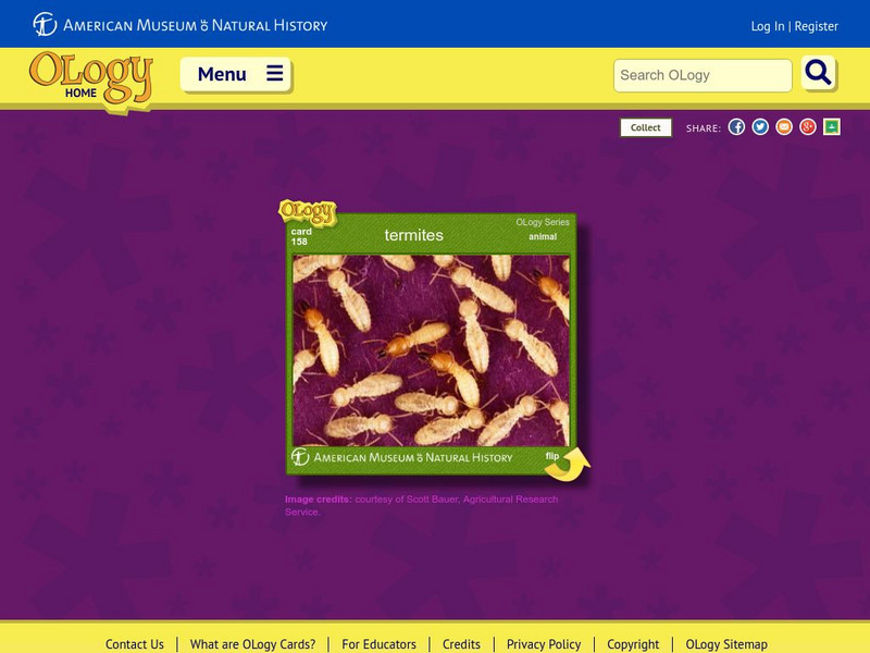 American Museum of Natural History: Termites O Logy Card Interactive