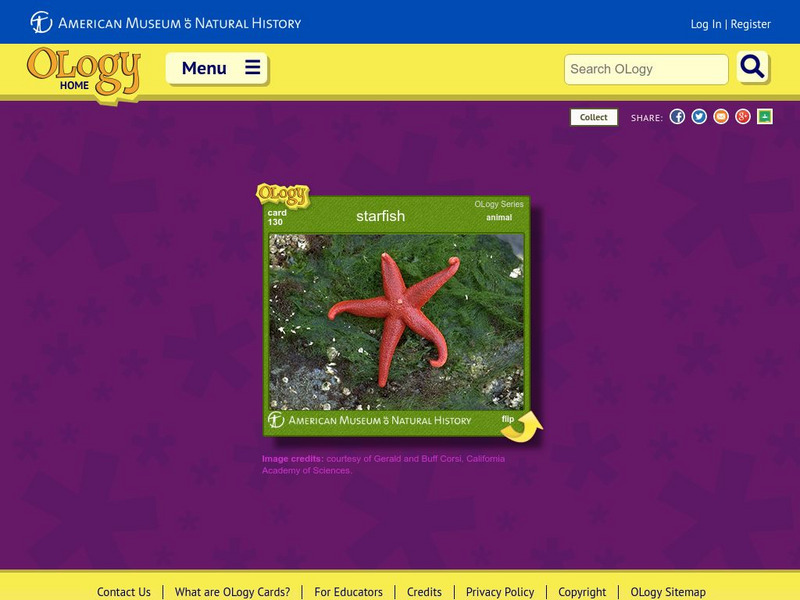 American Museum of Natural History: Starfish O Logy Card Interactive American Museum of Natural History: Starfish O Logy Card Interactive
