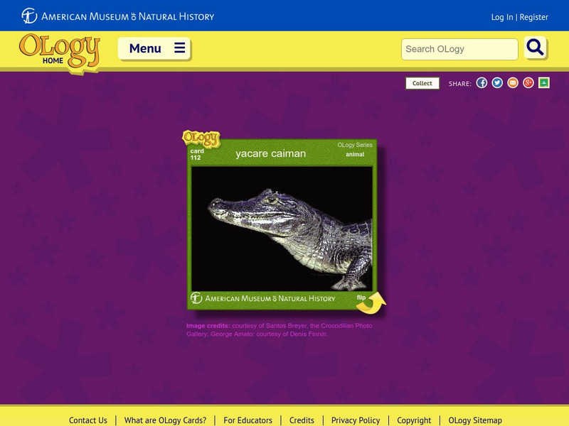 American Museum of Natural History: Yacare Caiman O Logy Card Interactive American Museum of Natural History: Yacare Caiman O Logy Card Interactive