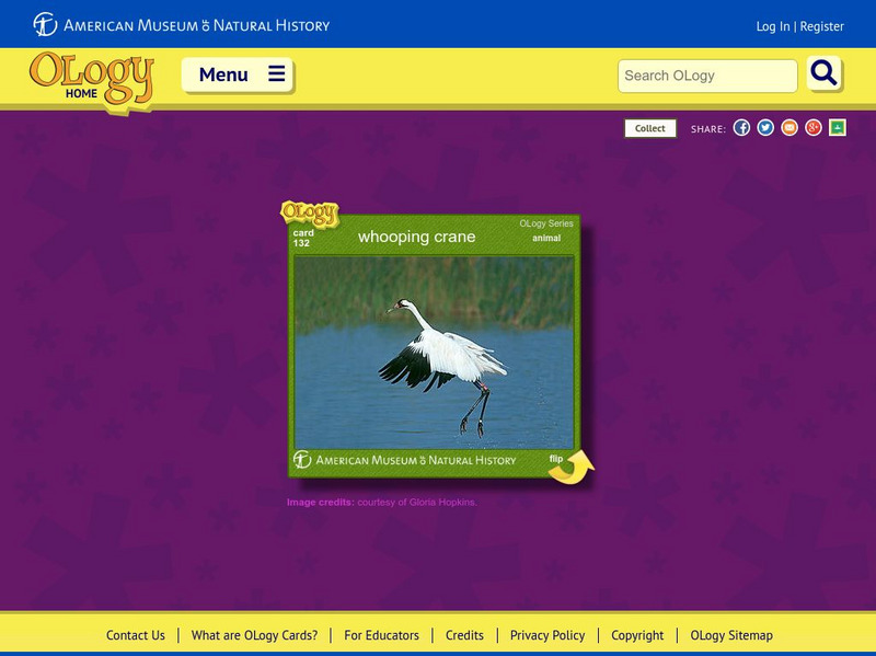 American Museum of Natural History: Whooping Crane O Logy Card Interactive