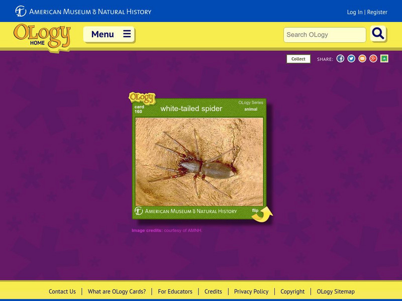 American Museum of Natural History: White Tailed Spider O Logy Card Interactive