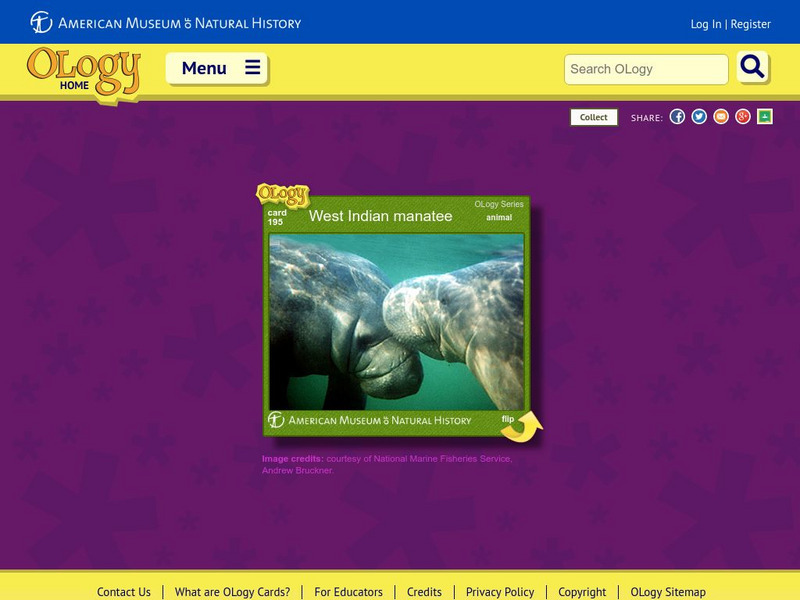 American Museum of Natural History: West Indian Manatee O Logy Card Interactive