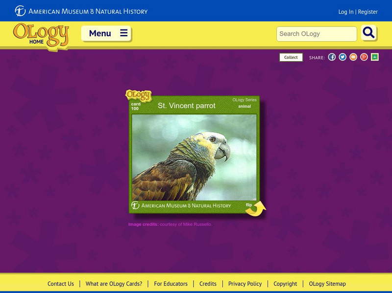 American Museum of Natural History: St. Vincent Parrot O Logy Card Interactive American Museum of Natural History: St. Vincent Parrot O Logy Card Interactive