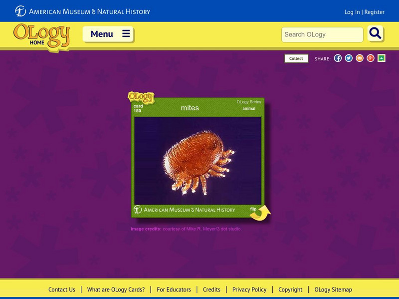 American Museum of Natural History: Mites O Logy Card Interactive