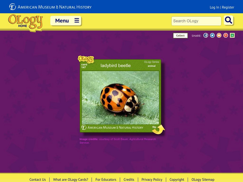 American Museum of Natural History: Ladybird Beetle O Logy Card Interactive