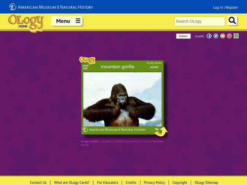 American Museum of Natural History: Mountain Gorilla O Logy Card Interactive
