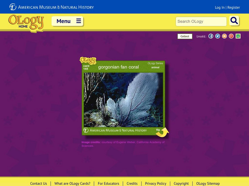 American Museum of Natural History: Gorgonian Fan Coral O Logy Card Interactive American Museum of Natural History: Gorgonian Fan Coral O Logy Card Interactive