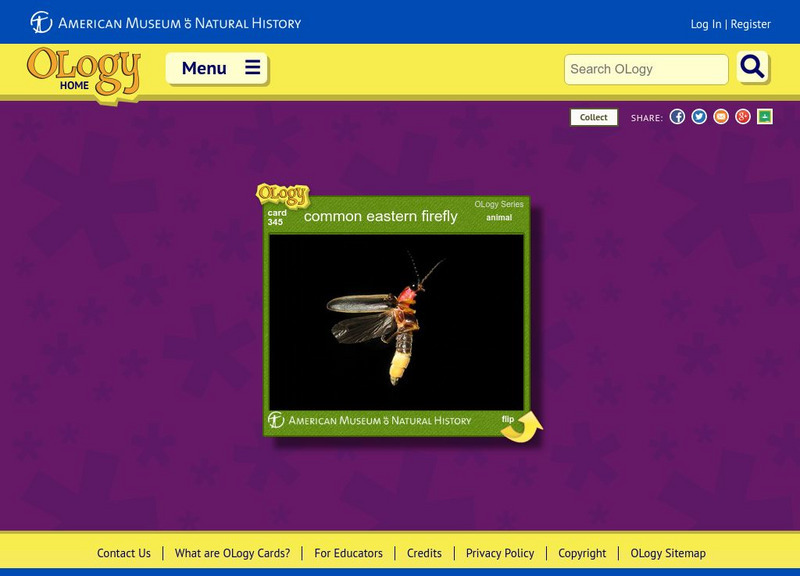 American Museum of Natural History: Common Eastern Firefly O Logy Card Handout American Museum of Natural History: Common Eastern Firefly O Logy Card Handout
