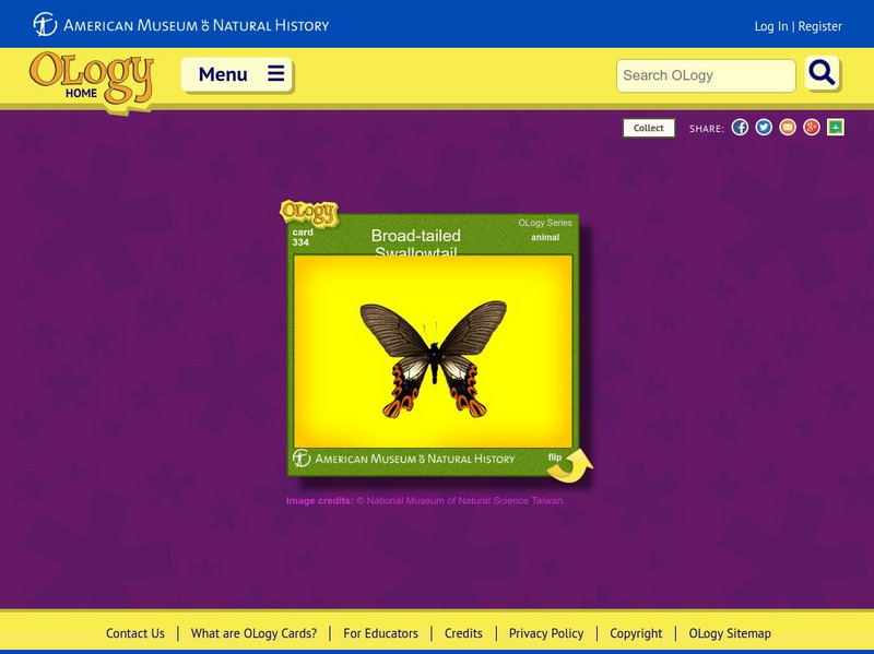 American Museum of Natural History: Broad Tailed Swallowtail O Logy Card Handout
