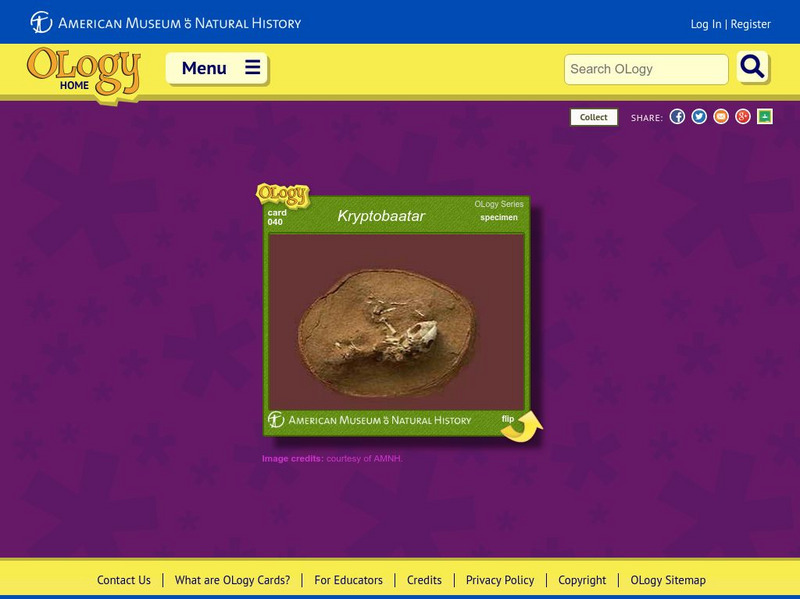 American Museum of Natural History: Kryptobaatar O Logy Card Handout