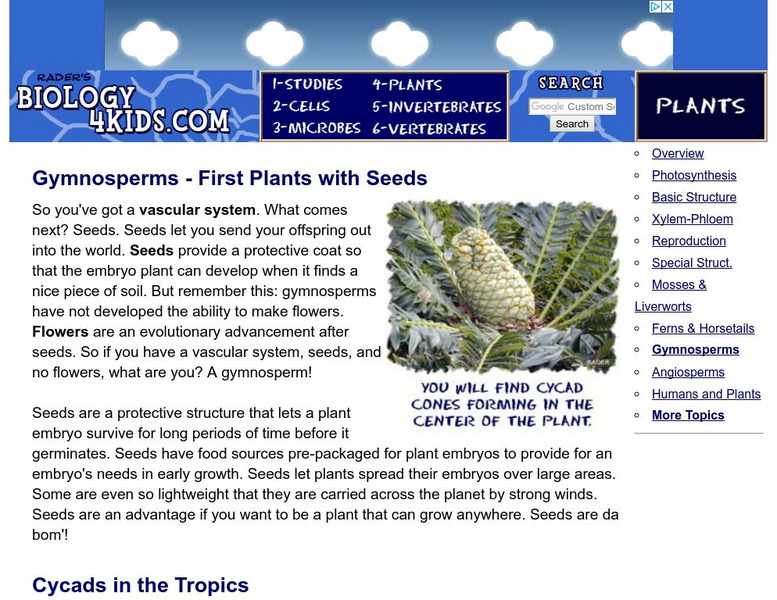 Biology4 Kids: Gymnosperms First Plants With Seeds Handout Biology4 Kids: Gymnosperms First Plants With Seeds Handout