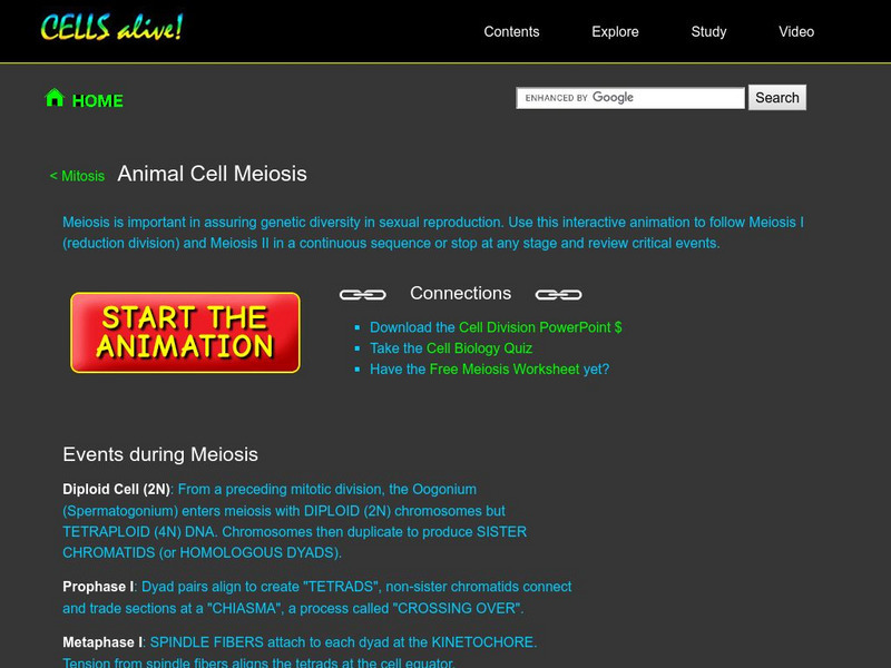 Cells Alive!: Animal Cell Meiosis Interactive Cells Alive!: Animal Cell Meiosis Interactive