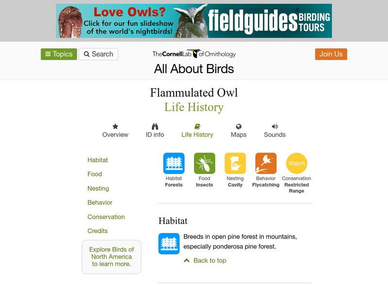 Cornell Lab of Ornithology: Flammulated Owl Handout Cornell Lab of Ornithology: Flammulated Owl Handout