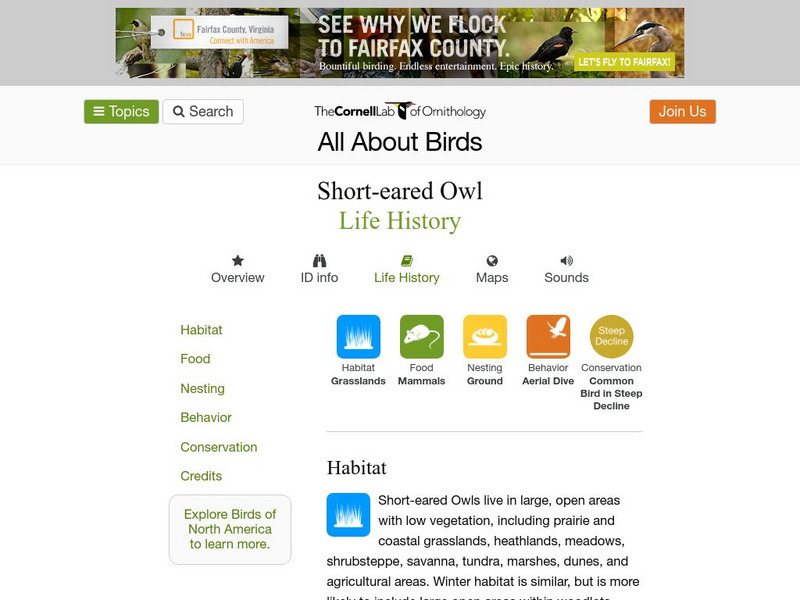 Cornell Lab of Ornithology: Short Eared Owl Handout Cornell Lab of Ornithology: Short Eared Owl Handout