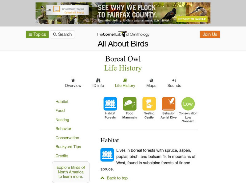 Cornell Lab of Ornithology: Boreal Owl Handout Cornell Lab of Ornithology: Boreal Owl Handout